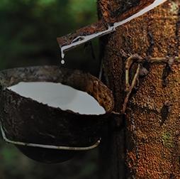 Latex dripping into the tapping bowl. Olam has a crumb rubber processing facility, third-party sourcing of natural rubber and a joint venture plantation in Gabon. 