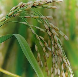 Mature rice crop, grown in India, Thailand, Vietnam and Nigeria, Olam. 