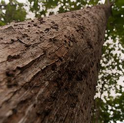 Looking up the trunk of a tall Teak tree. Olam wood business specialises in responsibly-sourced tropical timber. 